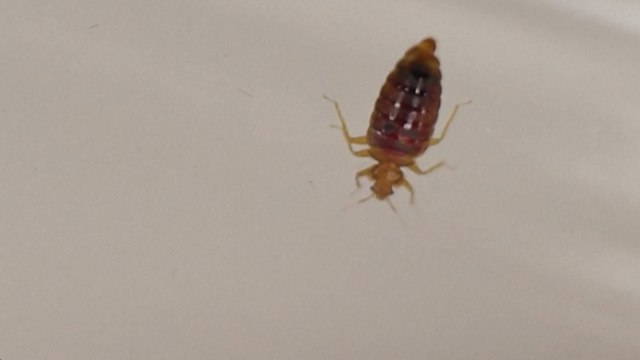 Punaises de lit : « En une matinée, on peut décontaminer sa chambre », assure un parasitologue