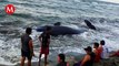 Encuentran ballena encallada en zona costera de Cárdenas, Tabasco