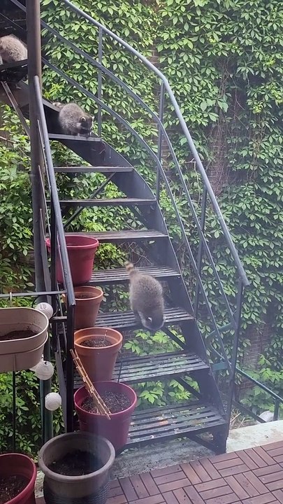 Des bébés ratons laveurs descendent les escaliers