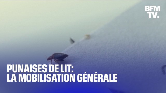 Punaises de lit: la mobilisation générale
