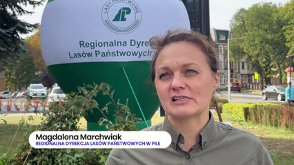 Akcja "sadziMY" w Pile. Leśnicy rozdawali sadzonki