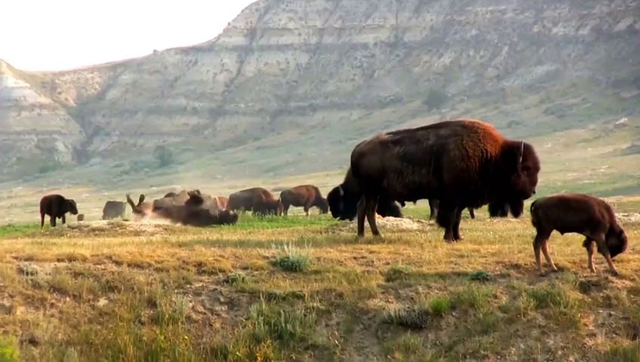 Bison in Stunning 4K