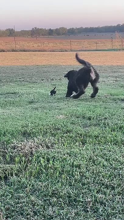 Bernedoodle joue avec des bébés chatons