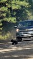 Observers Honk At Truck Approaching Crossing Bear Cub