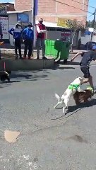 Dogs Participate In Chaotic Downhill Race