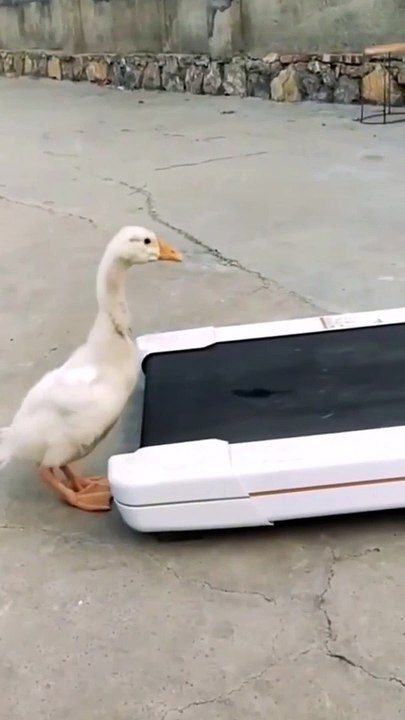 #viralreels ,#reelsfb ,#2023challenge, #vibes ,#clips ,#funnyvideos ,#video ,#latest ,#viralvideo ,LolComedi