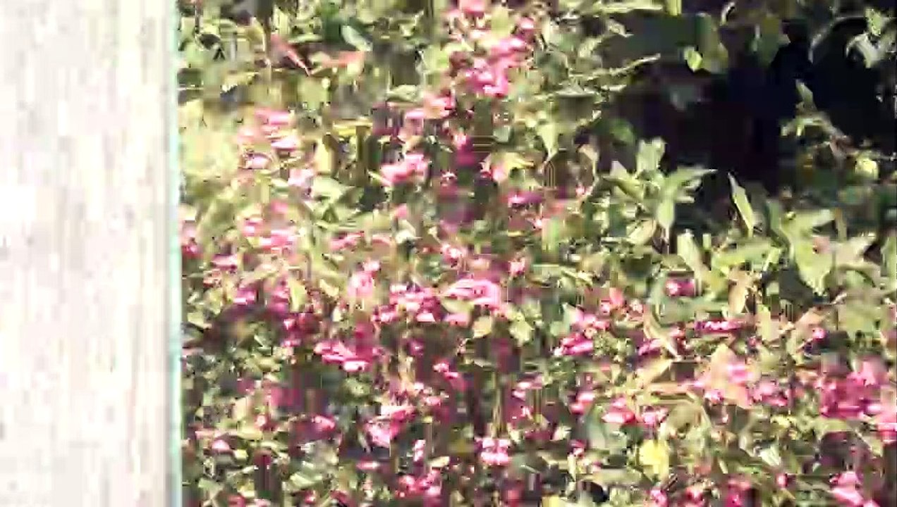 zoom test 2014-09-27