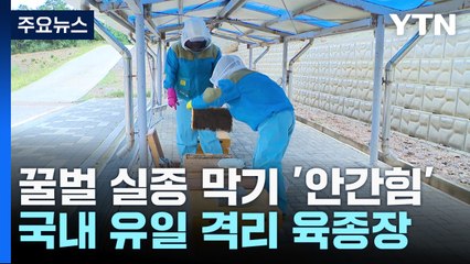 꿀벌 실종을 막아라!...국내 유일 격리 육종장 가보니 / YTN