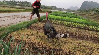 Rare Wild Chicken Expertly Captures Snakes