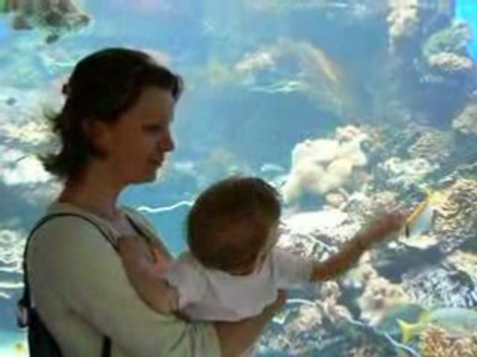 petit poisson
