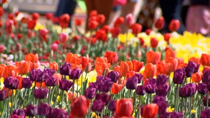 Higher than average number of Canberra home owners looking to sell, data shows