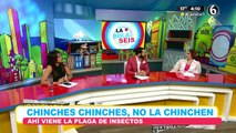 Qué son las 'chinches' y qué peligro representan para la salud