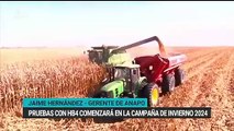 Productores de maíz pierden hasta un 70% por sequía