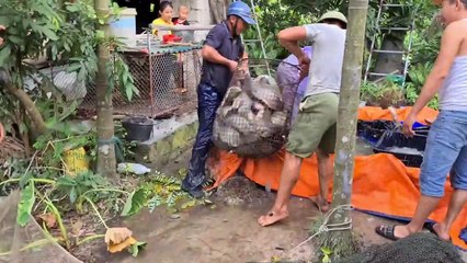 Fish Harvesting Fun - Snake Safari Team