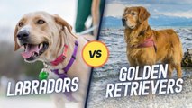 Comparing Labradors and Golden Retrievers: Which Breed Is Right For You?