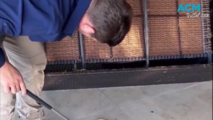 Eastern Brown Snake found in Sunshine Coast couch
