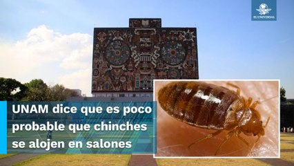 UNAM descarta la presencia de chinches en sus instalaciones