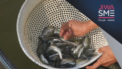 Jiwa SME: Digitalisasi merancakkan perniagaan benih ikan siakap air tawar