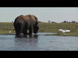Elephant Wades Out to Other Side of Chobe River