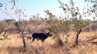 3 Lionesses Vs Buffalo Bull #wildanimals