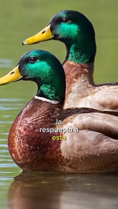La razón por la que el pato no se moja cuando entra al agua