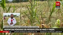 Campesinos reportan pérdidas en producción de maíz y frijol en Cintalapa, Chiapas