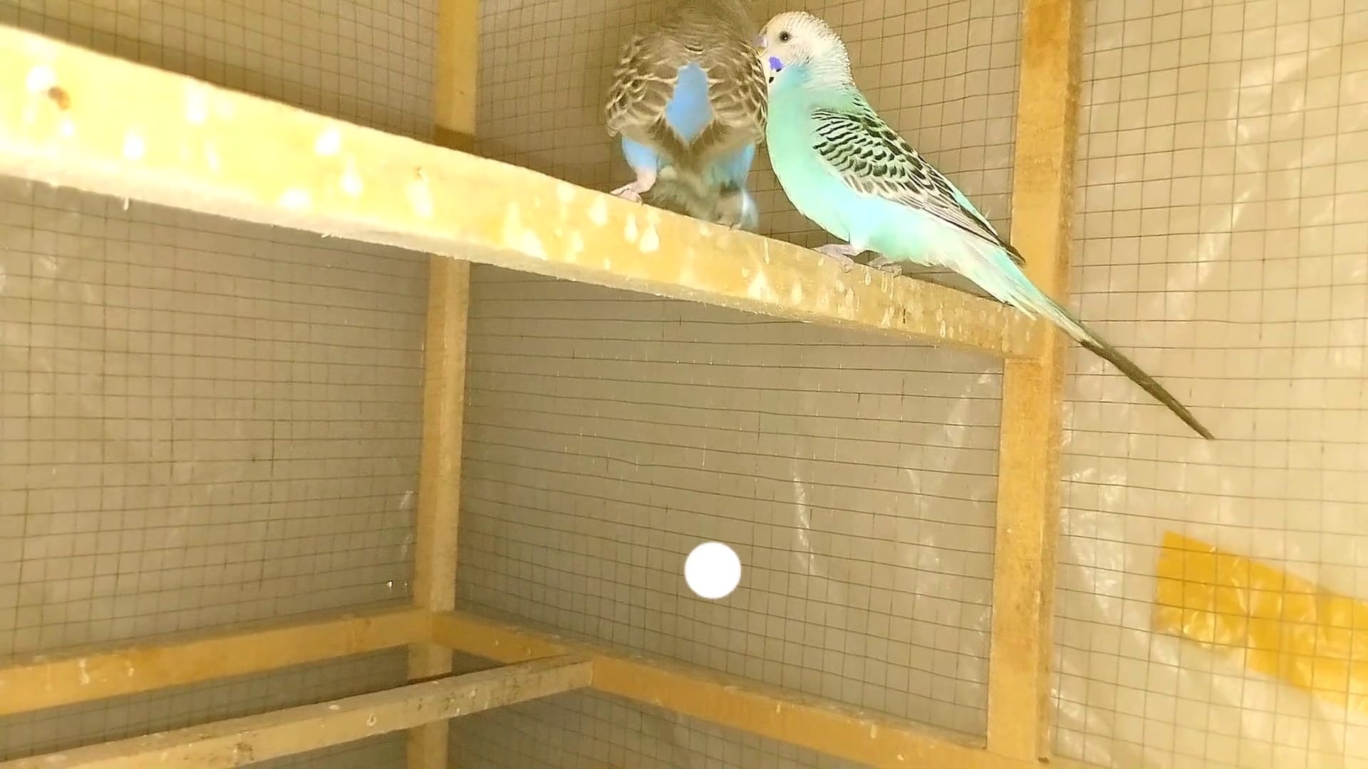 ⁣Beautiful Australian Budgies birds with beauty singing Sounds #004 #birds #parrot #pets #viral
