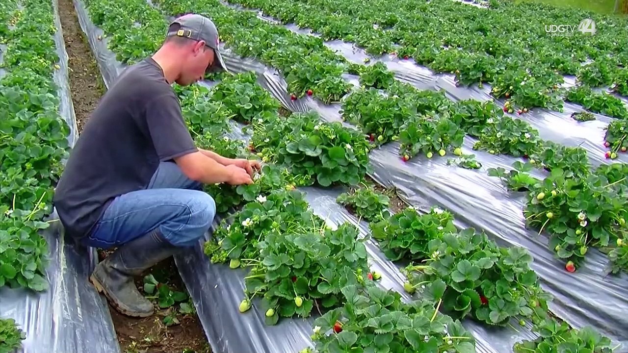 La Secretaría del Trabajo buscará generar vivienda a jornaleros agrícolas