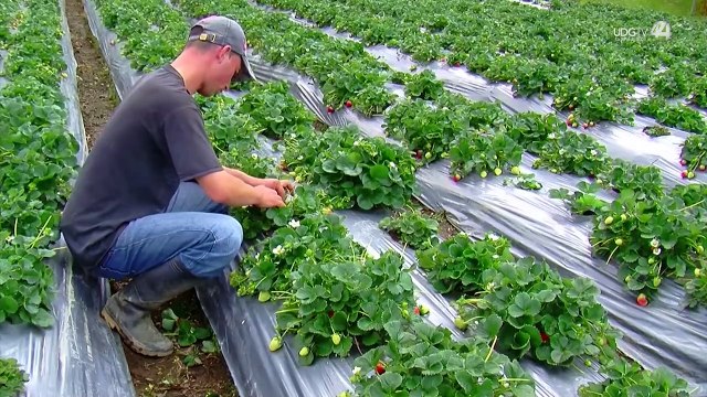 La Secretaría del Trabajo buscará generar vivienda a jornaleros agrícolas
