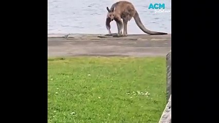 Kangaroo spotted around city - The Standard - October 2023