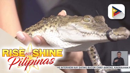Kilalanin ang Philippine crocodile!