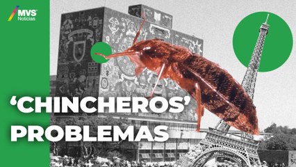 ¿Por qué ha habido un INCREMENTO de CHINCHES en CDMX y el mundo?