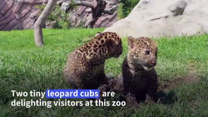 Newborn leopard cubs make debut at Peruvian Zoo