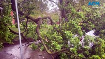WATCH: Tree branch falls on car in George Street