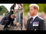 Un doux cliché montre le moment où Harry s'est tourné vers le Labrador pour se réconforter pendant l