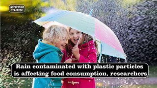 Rain contaminated  plastic particles is affecting food consumption, researchers@InterestingStranger