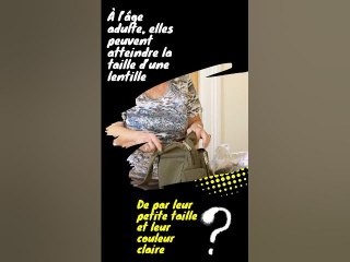 Punaises de Lit en France : Comment les Détecter et les Éliminer Efficacement ?