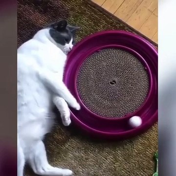 Tahan Tawa, Kucing dan Anjing Lucu Bikin Gemes