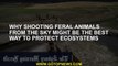 Why shooting feral animals from the sky might be the best way to protect ecosystems