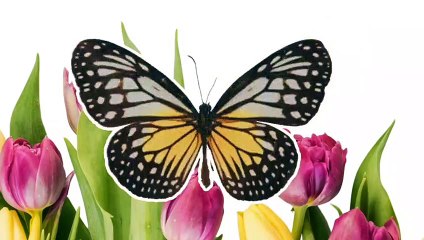 Days of Week Names In Urdu & English