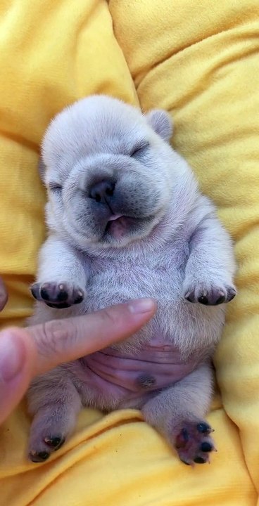 Dog Sleeping On Sofa | Dogs Funny Moments | Animals Funny Moments | Cute Pets | Satisfying Videos #animal #dogs #pets