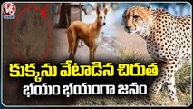 Cheetah Wandering creates Panic At V.Kota Village  _ Chittoor  _ AP  _ V6 News (1)