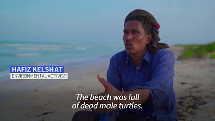 Warming beaches threaten Yemen sea turtles' future