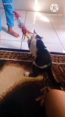 Cat playing cat toy