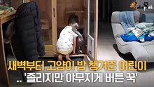 새벽부터 고양이 밥 챙겨준 어린이 집사.. '졸리지만 야무지게 버튼 꾹'