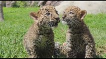 Due cuccioli di leopardo nati allo zoo Parque de las Leyendas a Lima, in Perù
