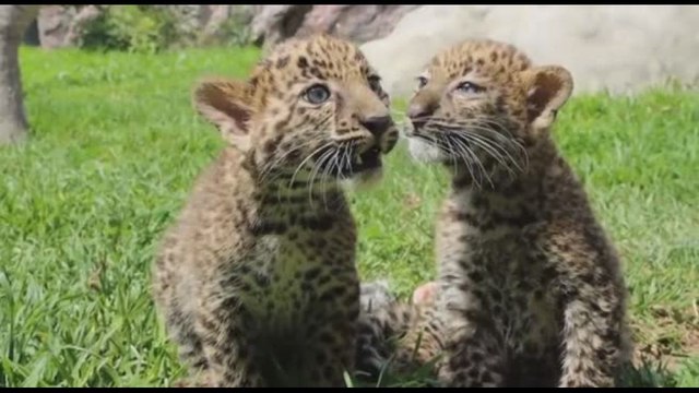 Due cuccioli di leopardo nati allo zoo Parque de las Leyendas a Lima, in Perù