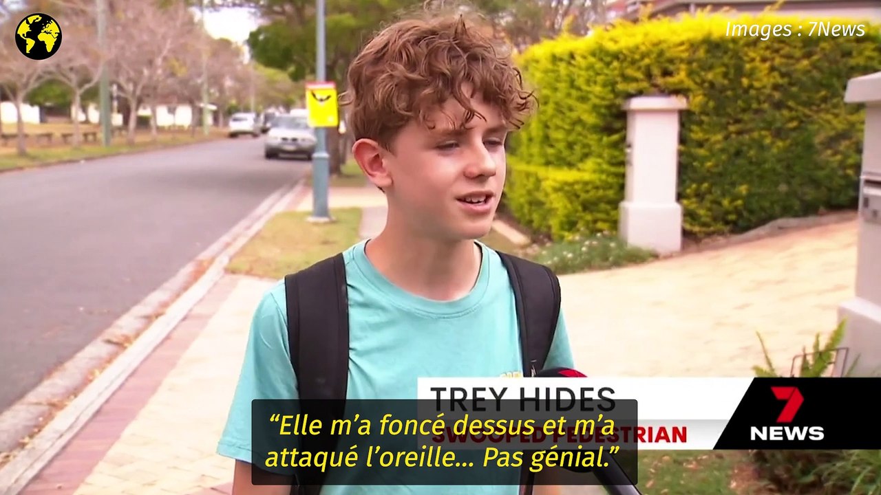 “Féroces et vicieuses”, les pies australiennes terrorisent les passants