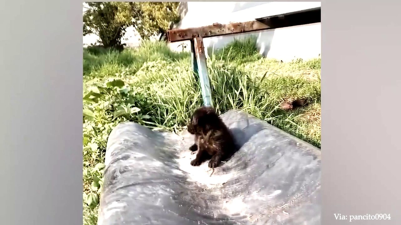 animal funny video 83