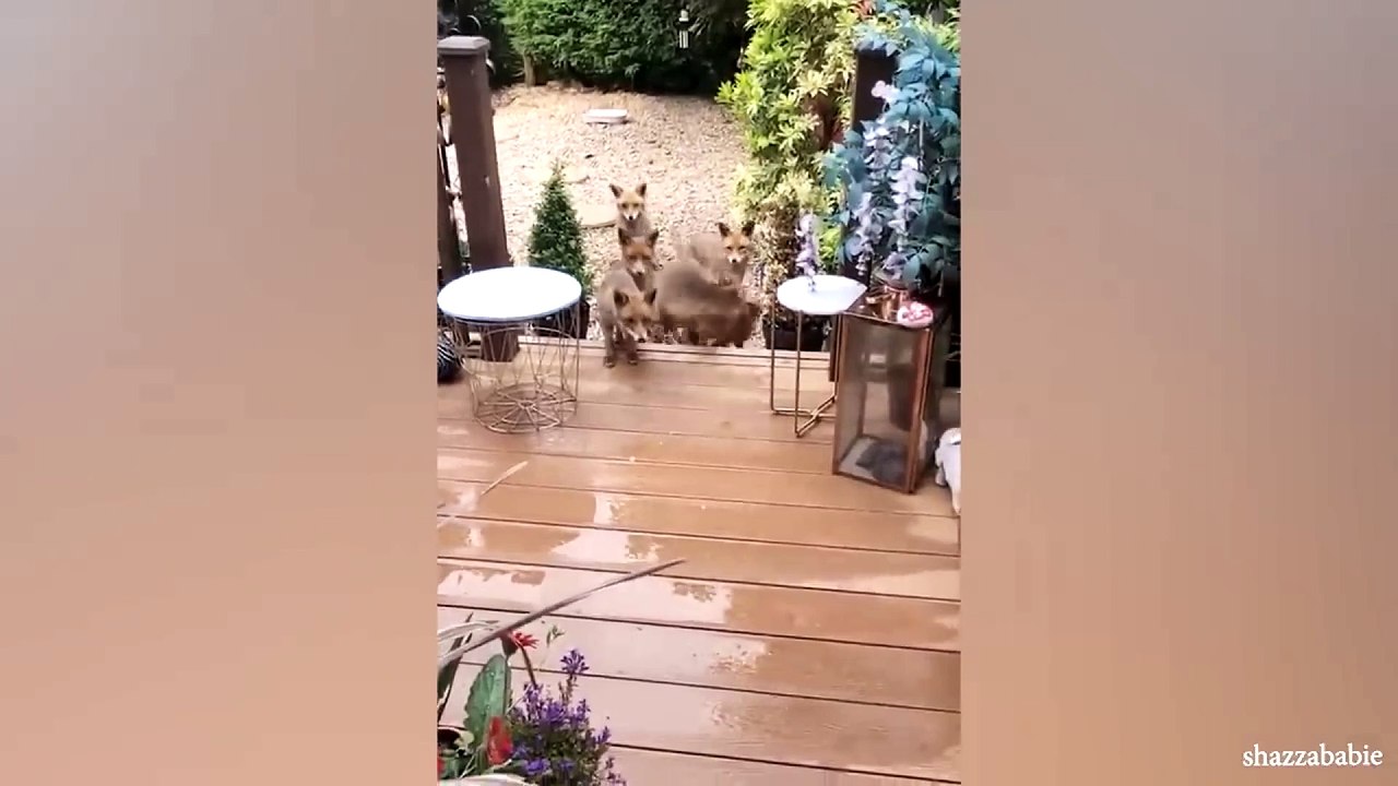 animal funny video 79
